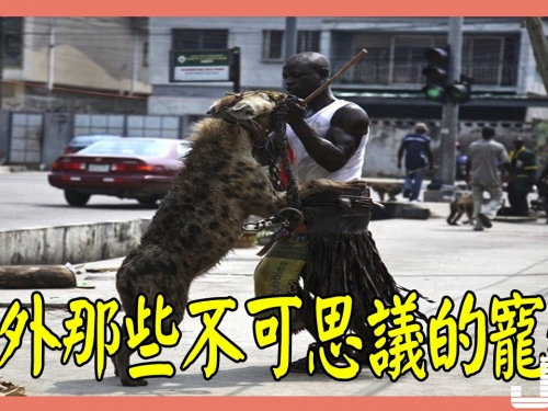 國外那些不可思議的寵物，遛狗見過多了！溜鬣狗你看過嗎？