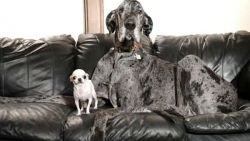 金氏世界紀錄最萌對比！1米巨犬與茶杯吉娃娃首次會面 91公分身高差互動超暖心