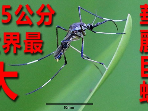 對人有益的世界最大蚊子~華麗巨蚊