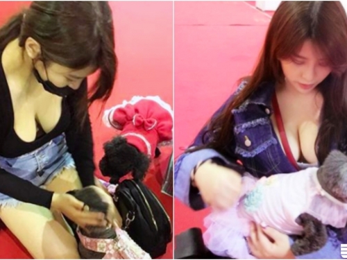 寵物展上驚見「低胸巨乳妹」！渾圓雪白的大型長輩露出來啦！好想當她的狗啊...