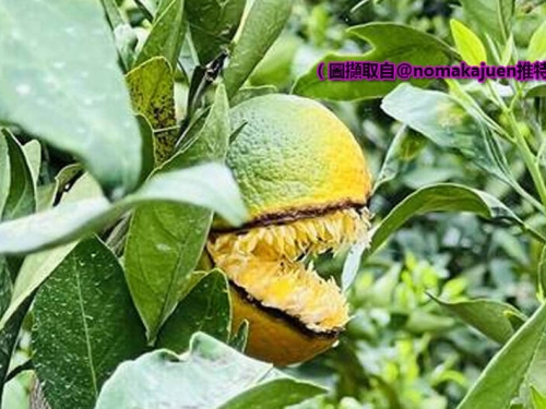 張著血盆大嘴的橘子！網驚︰超像電玩遊戲的怪物