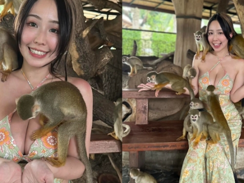 一群幸福的猴子！「希希」造訪美功鐵道，「挺出傲乳」差點撞火車！