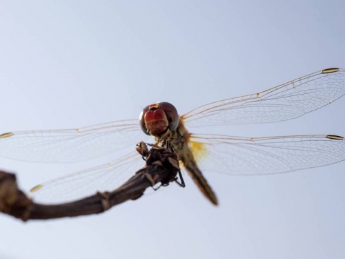 空中霸主有多強？ 新研究：蜻蜓可從印度飛到非洲再折返