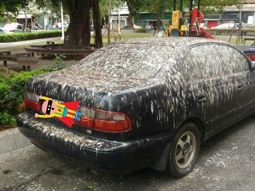 鳥兒「屎彈炸車」有偏好？研究曝「這車型」最容易中鏢