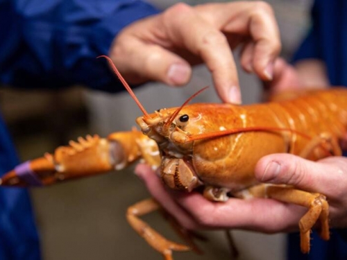 機率僅3000萬分之1！ 美國漁船捕獲極罕見「橙色龍蝦」