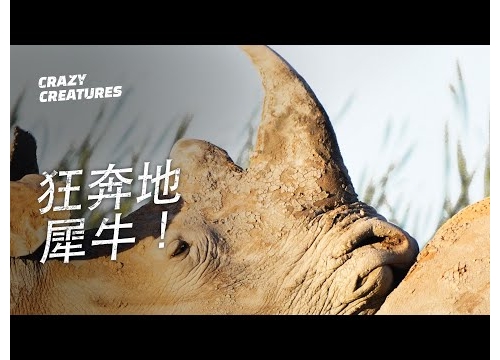 狂奔地犀牛！| 奇怪動物紀錄片