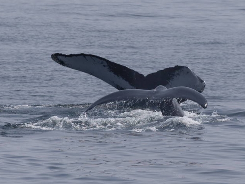 超「鯨」喜！夏威夷情侶茉莉亞島遇「大翅鯨」大呼永生難忘