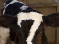 美國現「幸運獸」　小牛犢腦門上有個「7」