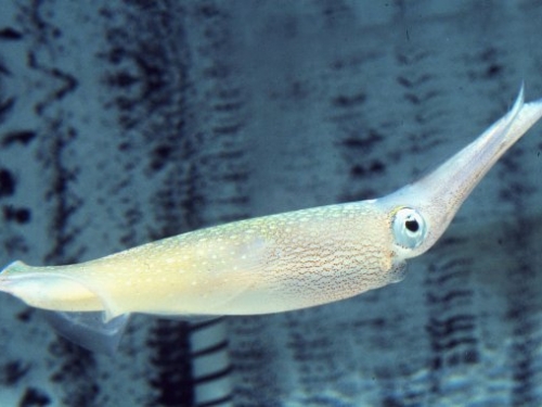 烏賊能在細胞核外編輯 RNA，有潛力應用於基因治療