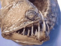 10個恐怖的深海生物