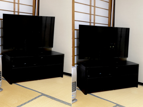 你眼前有隻貓？網驚呼：根本萬聖節最佳偽裝