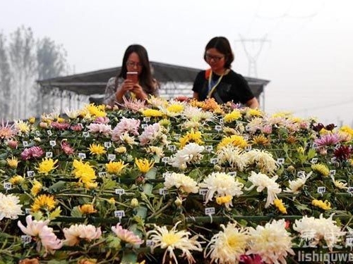 世上嫁接品種最多的大立菊：達800多品種