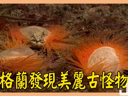 美麗古怪物種蘇格蘭現身 多達2.5億只