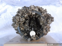 英國“頭號危險物種”斑驢貝無孔不入危及野生動物