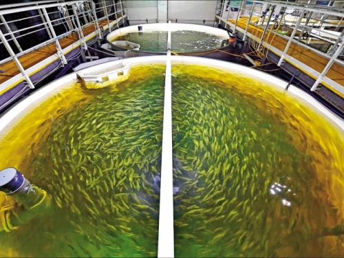杜拜養殖場 養出沙漠鮭魚