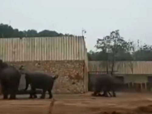動物園大象「發情」踩死飼育員 遊客嚇慘喊：快來救人阿！