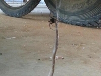 蜘蛛與毒蛇車底扭打！慶幸沒捲入戰爭