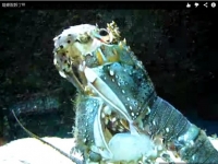 「龍蝦脫殼」驚奇瞬間　蹦出來後活跳跳