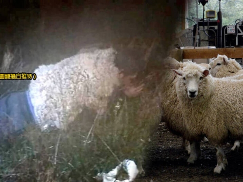 批著羊皮的……囚犯扮羊越獄 秒被獄警識破超尷尬