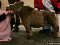世界最矮迷你馬，44公分連膝蓋都不到