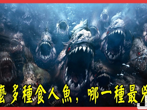 原來食人魚有這麼多品種，到底哪種最兇猛？你都認識嗎？