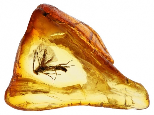 南美洲驚現琥珀礦 揭示南半球遠古時期生態