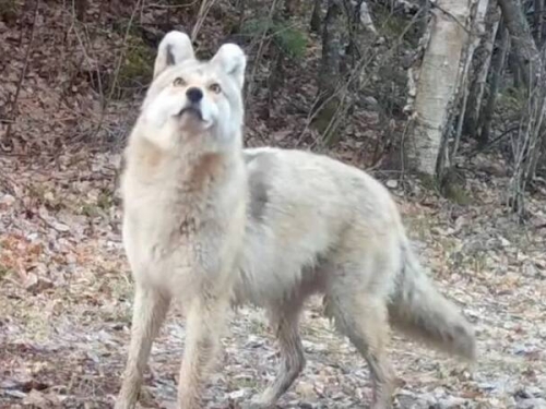 可愛寶貝？北美森林驚見神秘犬科動物 專家百思不解