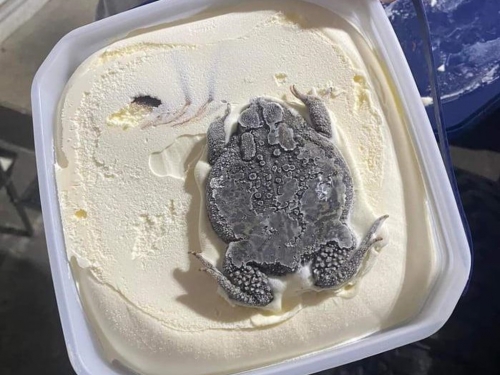 冰淇淋開蓋驚見冷壓蟾蜍 整隻完美封印 驚悚照瘋傳