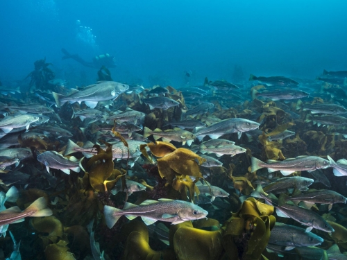 研究發現食用魚類是海底關鍵工程師，卻面臨過度捕撈危機