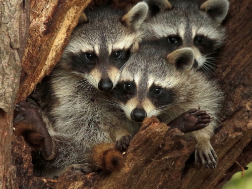浣熊也懂得來速 乖乖排隊伸小手取餐 超萌畫面曝