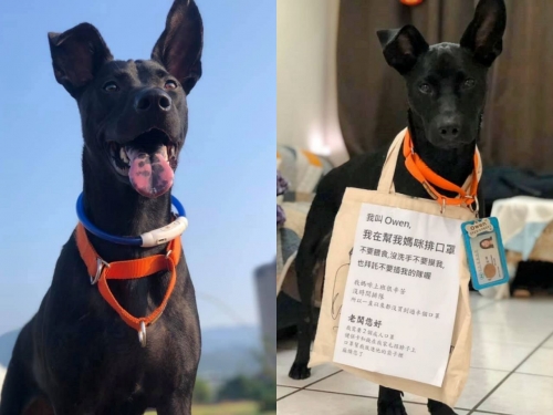 都買不到！黑狗全身超專業打扮「代排口罩」 網被萌翻：狂摸再抱回家
