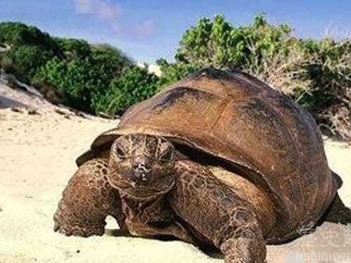 世界上最長壽的動物 你知道幾個？