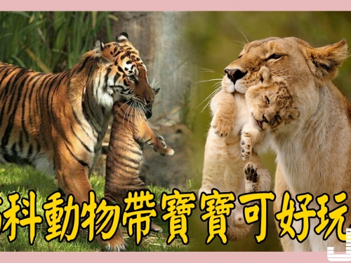 貓科動物帶寶寶可好玩了，嘴巴含住幼崽，其實這有講究！