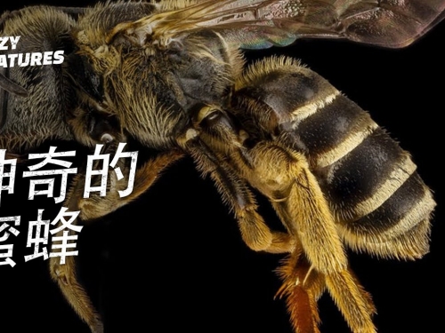 神奇的蜜蜂！ | 奇怪動物紀錄片