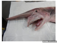 澳洲發現「活恐龍」　漁夫父子捕獲史前「哥布林鯊」