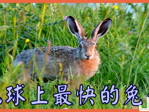 歐洲野兔：地球上最快的兔子，速度超過靈緹，彈跳高達3米