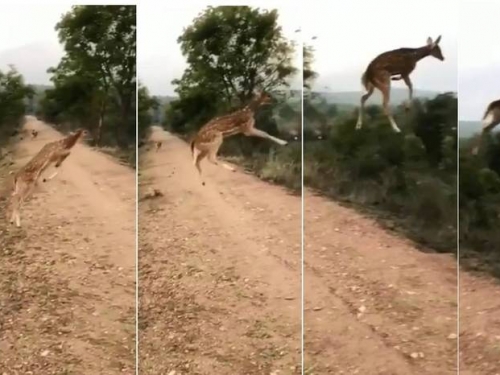 野鹿縱身一跳「飛起來」！網友看傻：根本鹿界喬丹