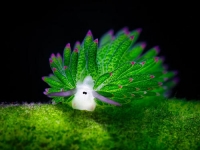 夢幻海中生物《葉羊海蛞蝓》這根本就是動畫中的生物啊