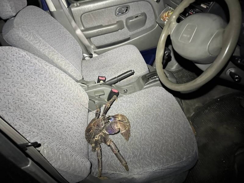 驚見駕駛座「不速之客」 車主悲鳴︰GG差點真GG！