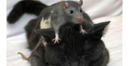 老鼠為什麼不怕貓了？科學家：可能是這個器官退化造成的