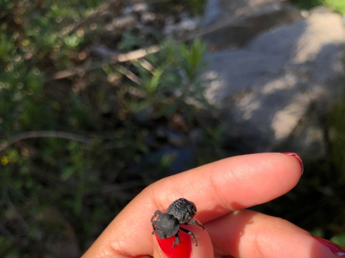 體長只有1釐米，被車碾過卻完好無損，這種甲蟲練就了怎樣的身軀