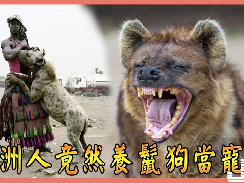 非洲人竟然養鬣狗當寵物，不過先要做一件這樣的事！