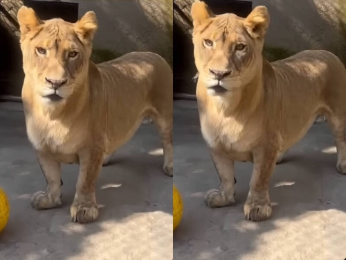 非洲獅「柯基」腿短萌翻全網 飼養員嘆：被獅群排擠