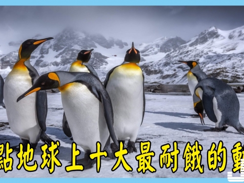 盤點地球上十大最耐餓的動物，鱷魚排第二，第一名可以10年不進食