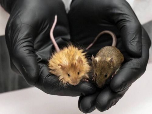 猛瑪象復活有望？ 美生物公司基改創造出「長毛鼠」