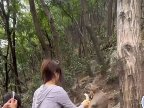 沒事別耍猴！正妹景區餵香蕉 秒遭獼猴踹下山