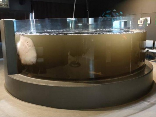 魷魚一直吐！水族館為整缸水濁道歉 網友卻只注意「牠」