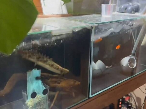 碰到地震鯰魚會暴動？ 日網友PO影片：牠會換個地方睡覺