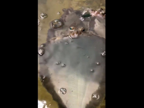 比目魚居然「站起來」了！ 罕見泳姿狂吐泡泡超吸睛