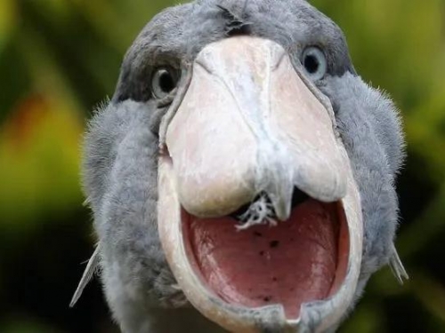 韓國動物園引進非洲傻鳥，一頓吃掉2000塊，動物園虧到快破產